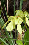 Hooded pitcherplant